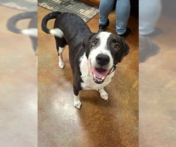 Medium Photo #3 Labrador Retriever-Mountain Cur Mix Puppy For Sale in Mountain View, AR, USA