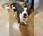 Small #2 Labrador Retriever-Mountain Cur Mix