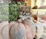 Small Photo #2 Pomeranian Puppy For Sale in ODIN, IL, USA