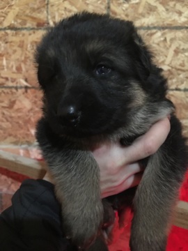 Medium Photo #1 German Shepherd Dog Puppy For Sale in SPENCERPORT, NY, USA