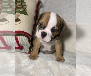 English Bulldog Puppy for sale in JOHNS ISLAND, SC, USA