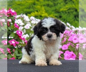 Zuchon Puppy for sale in GORDONVILLE, PA, USA