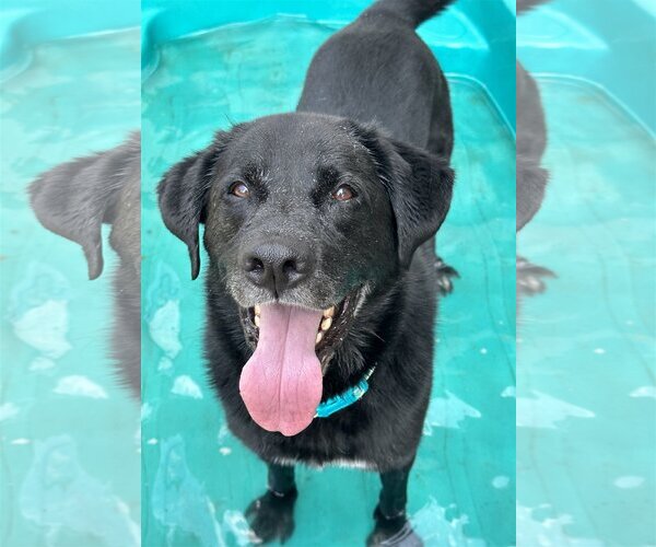 Medium Photo #2 Labrador Retriever-Unknown Mix Puppy For Sale in Rockaway, NJ, USA