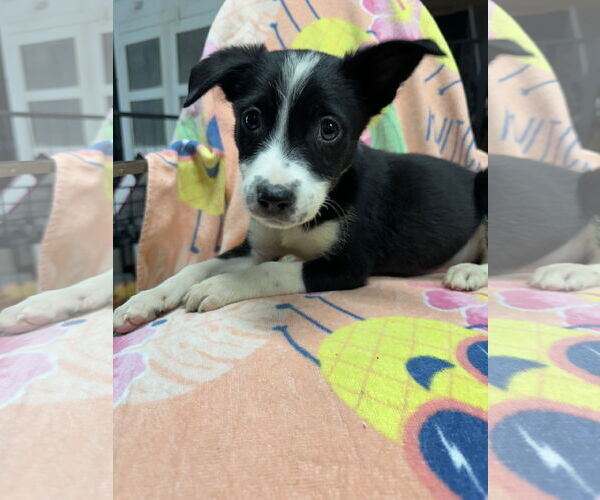 Medium Photo #2 Australian Shepherd-Unknown Mix Puppy For Sale in Ball Ground, GA, USA