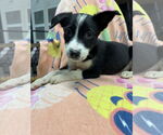 Small #1 Australian Shepherd Mix