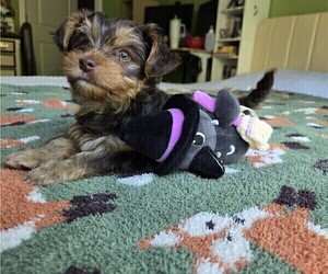 Medium Yorkshire Terrier