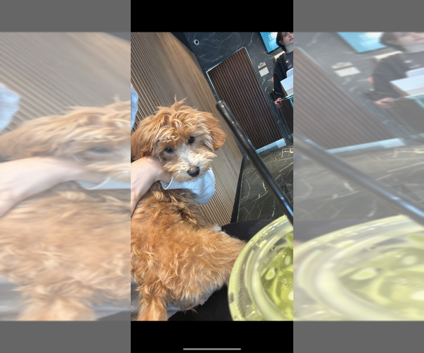 Medium Photo #5 Goldendoodle (Miniature) Puppy For Sale in STATEN ISLAND, NY, USA