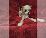 Small Photo #1 Chinese Crested Puppy For Sale in LAKELAND, FL, USA