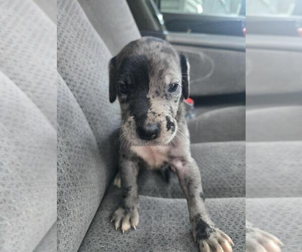 Medium Photo #1 Great Dane Puppy For Sale in MADISON, IN, USA