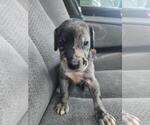 Puppy Puppy 6 Great Dane