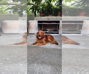 Father of the Golden Retriever puppies born on 07/12/2025