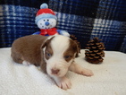 Small Photo #5 Australian Shepherd Puppy For Sale in CANTON, OH, USA