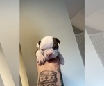Puppy Puppy 4 Gus Boston Terrier