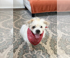 Buddy Buddy - Male Mutt Dog for Adoption - Photo #3