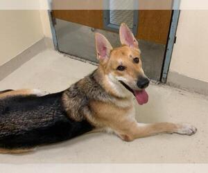 German Shepherd Dog Dogs for adoption in Fremont, CA, USA