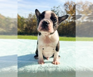 Boston Terrier Puppy for sale in ODENVILLE, AL, USA