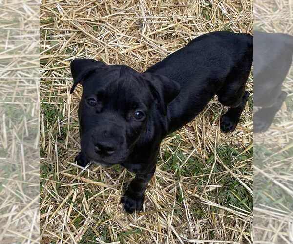 Medium Photo #2 American Pit Bull Terrier-American Staffordshire Terrier Mix Puppy For Sale in Wenonah, NJ, USA
