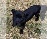 Small #1 American Pit Bull Terrier-American Staffordshire Terrier Mix