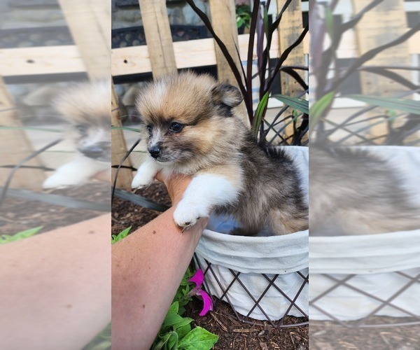 Medium Photo #3 Pomeranian Puppy For Sale in GREENWOOD, WI, USA