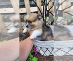 Small Photo #22 Pomeranian Puppy For Sale in GREENWOOD, WI, USA