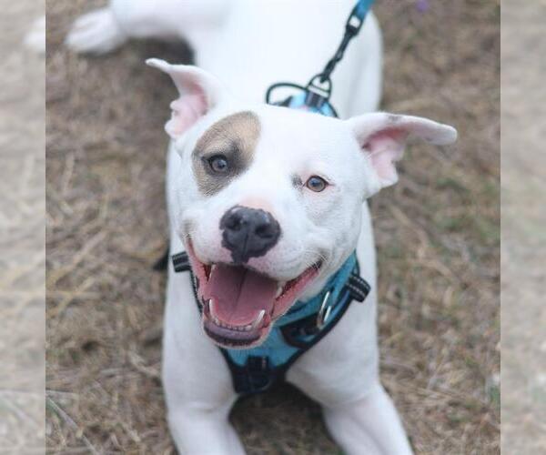 Medium Photo #2 American Staffordshire Terrier Puppy For Sale in San Antonio, TX, USA
