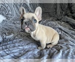 Puppy 1 French Bulldog