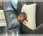 Small #1 Beagle Mix
