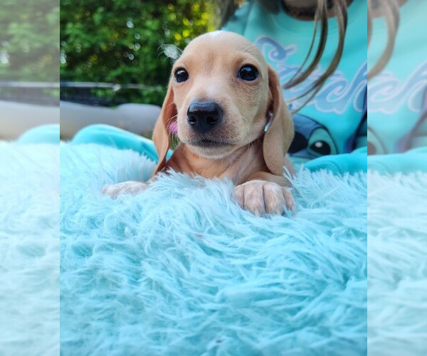 Medium Photo #1 Dachshund Puppy For Sale in EDENTON, NC, USA