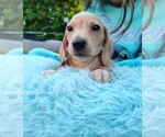 Small Photo #1 Dachshund Puppy For Sale in EDENTON, NC, USA