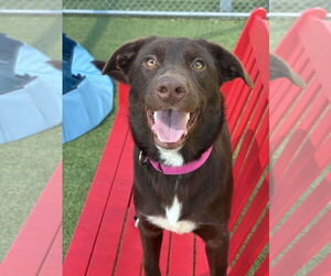 Labrador Retriever-Unknown Mix Dogs for adoption in Woodbury, NY, USA