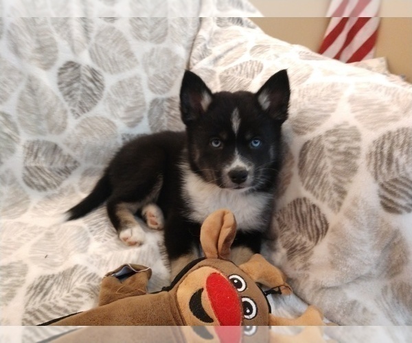 Medium Photo #2 Pomsky Puppy For Sale in SAN DIEGO, CA, USA