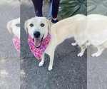 Small #3 Labrador Retriever Mix