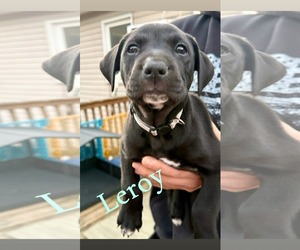 Mutt Dogs for adoption in Shillington, PA, USA