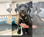 Leroy - Male Mutt Dog for Adoption - Small photo
