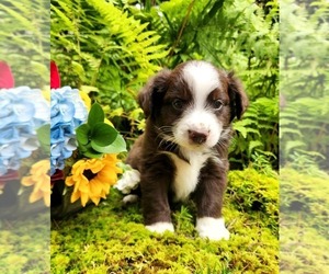 Miniature Australian Shepherd Puppy for sale in SANDOWN, NH, USA