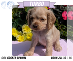 Small Photo #26 Cocker Spaniel Puppy For Sale in GOSHEN, IN, USA