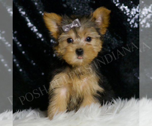 Medium Photo #4 Morkie Puppy For Sale in WARSAW, IN, USA