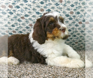 Bernedoodle Puppy for sale in ROY, UT, USA