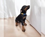 Puppy Yellow Collar Doberman Pinscher