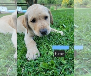 Labrador Retriever Puppy for sale in EAGLE POINT, OR, USA