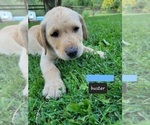 Small Photo #1 Labrador Retriever Puppy For Sale in EAGLE POINT, OR, USA