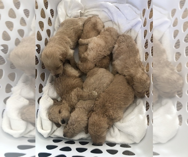 Medium Photo #13 Labradoodle Puppy For Sale in MURRAYVILLE, GA, USA