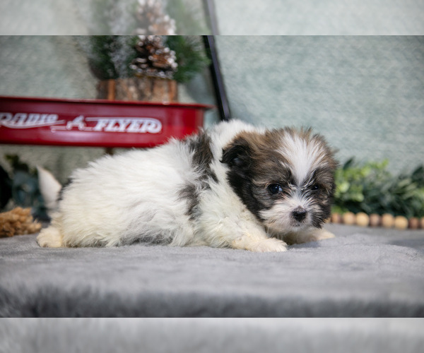 Medium Photo #2 Shiranian Puppy For Sale in SHILOH, OH, USA