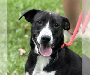 Labrador Retriever-Unknown Mix Dogs for adoption in Yardley, PA, USA
