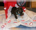 Small Photo #4 Siberian Husky Puppy For Sale in TERRE HAUTE, IN, USA