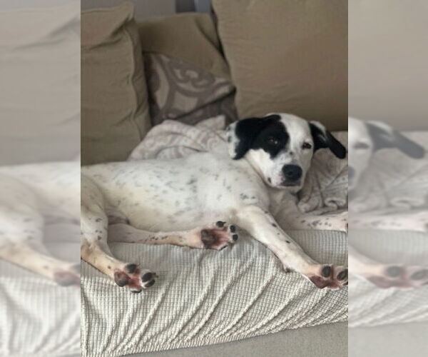 Medium Photo #1 Colonial Cocker Spaniel-Labrador Retriever Mix Puppy For Sale in Plainfield, IL, USA