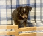 Small #4 Miniature Australian Shepherd