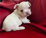 Puppy Puff French Bulldog