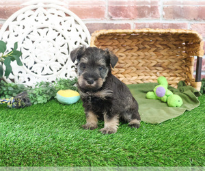 Schnauzer (Miniature) Puppy for sale in SYRACUSE, IN, USA
