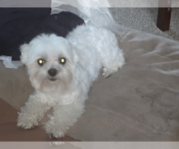 Medium Photo #1 Maltese Puppy For Sale in BEATRICE, NE, USA